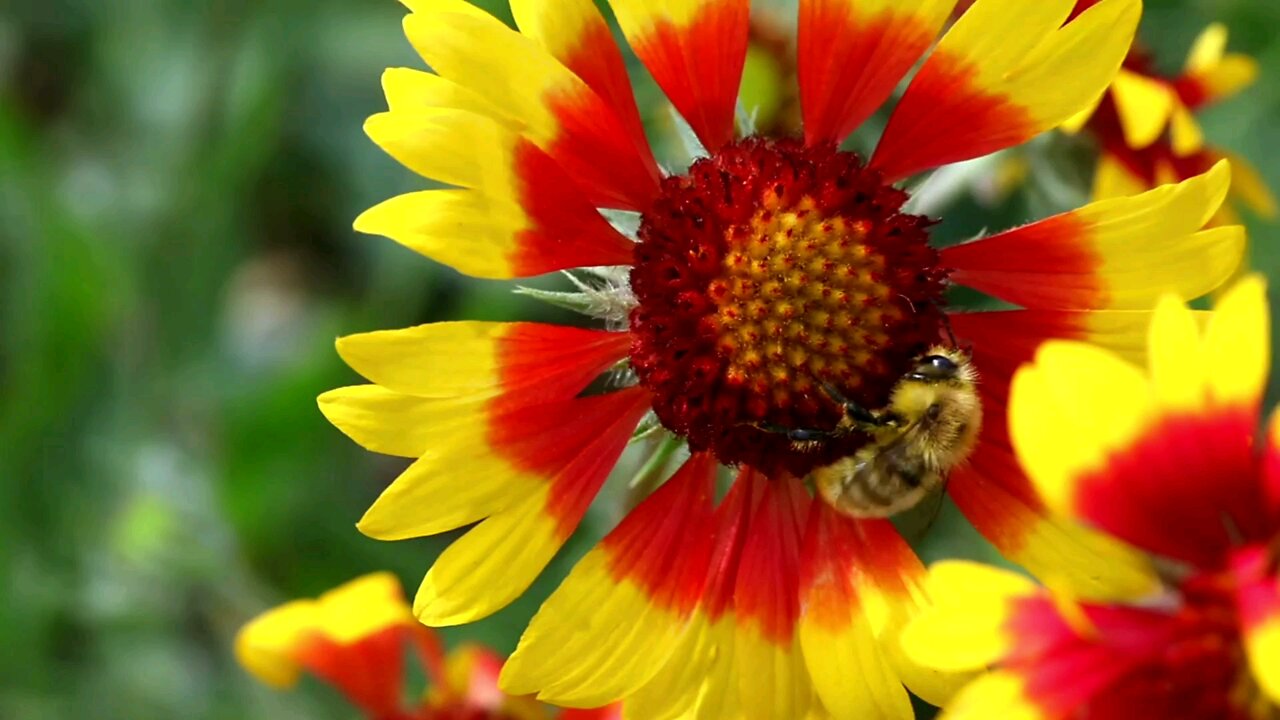 Bee on a beautiful flower