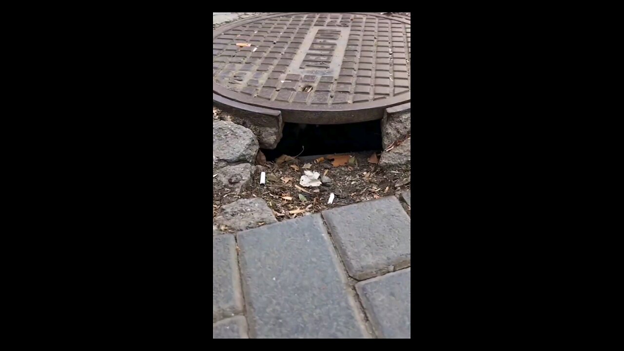 Strange Creatures Filmed Emerging From Underground