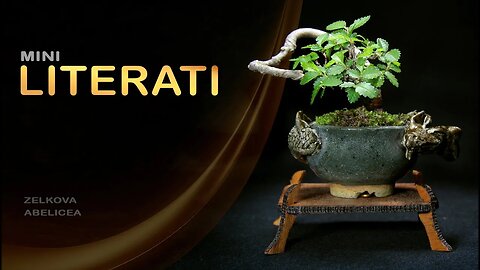Mini Bonsai Literati: Bonsai SP