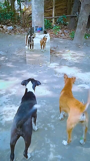 #Short #trending#viral_#funny_#funnyanimal_#comedy_#shorts_#buffalobills_#animals_#pets