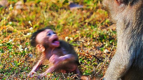Baby Babette Crying Tantrum Angry Mom Puts Her alone on The Grass