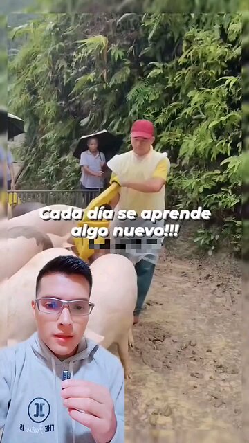 Como regresar a un cerdo al corral