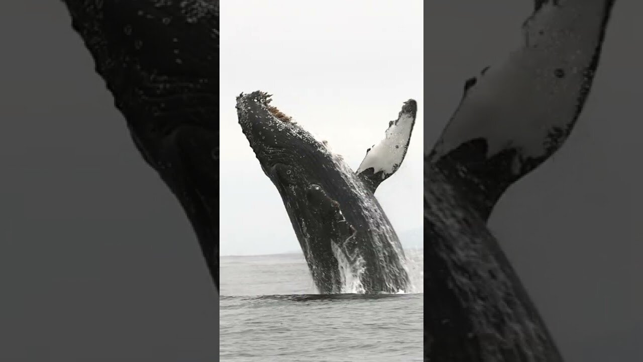 Whale 🐋 jumps out of water!