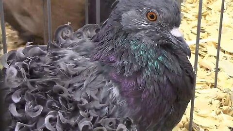 Frillback Pigeons - Wow!