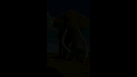 wildlife Animals