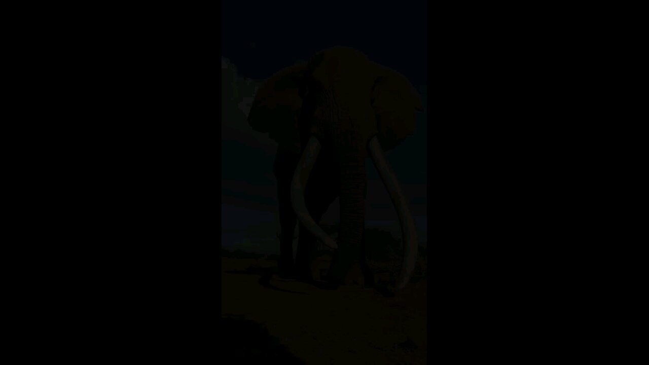 wildlife Animals