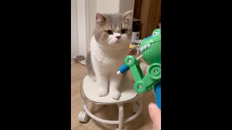 I Pranked my Cat 🐈 But Cat Got It 😅