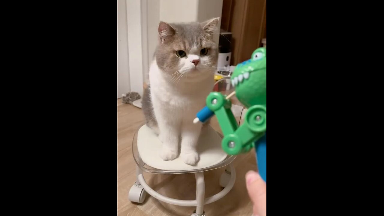 I Pranked my Cat 🐈 But Cat Got It 😅