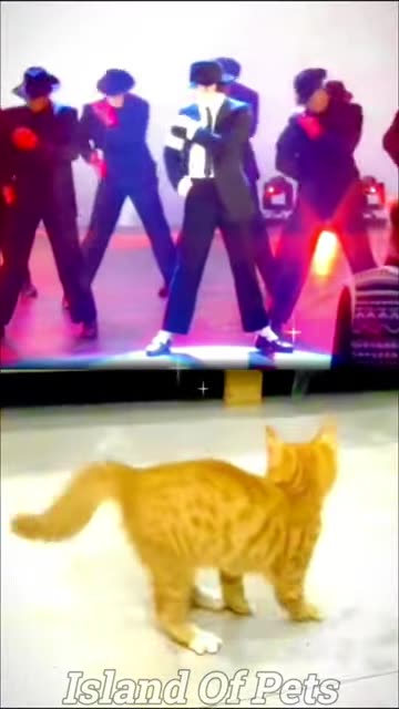 Best Funniest Animal Videos - Funny Cats And Dogs Videos _2 😂