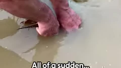 Guy Pulls A Snapping Turtle Out Of A Pond Drain _ The Dodo