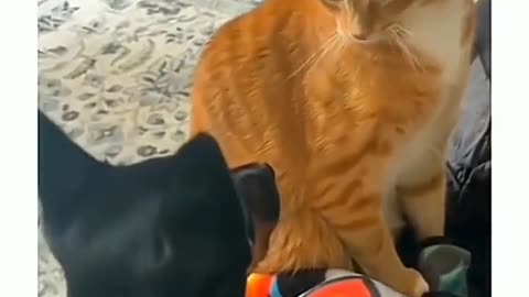 FUNNY ANIMAL VIDEO