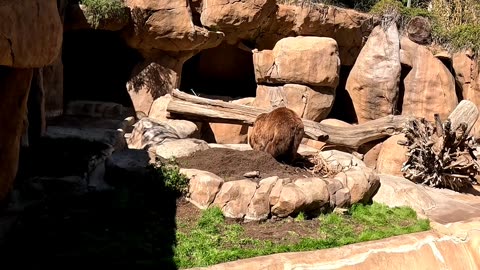 Grizzly Bear at the San Diego Zoo