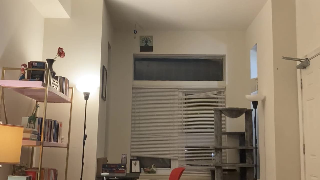 My Cat Wasn't Satisfied With the Speed of My Dropback