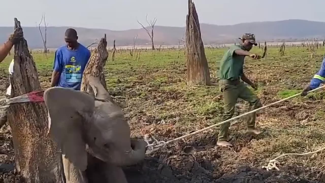 Baby elephant stuck in old tree trunk
