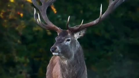 Male Dear calling female for matting