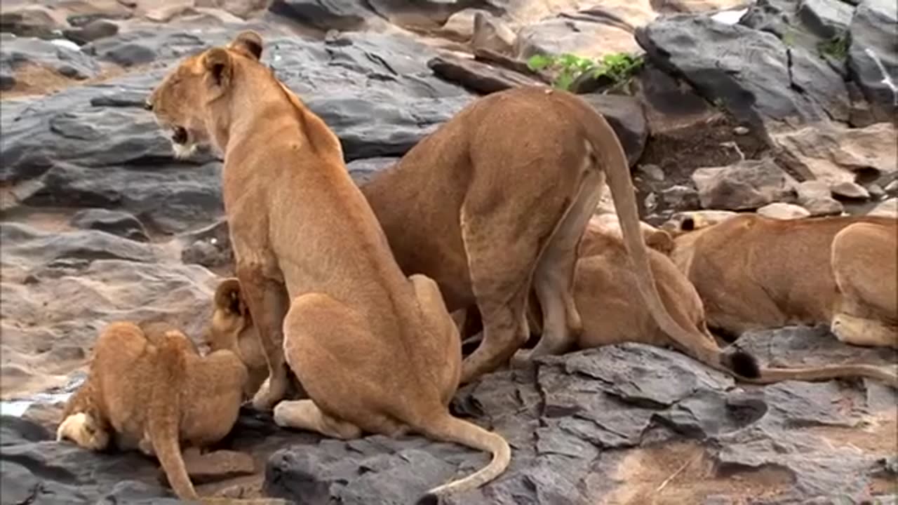 Lions Drinking Water