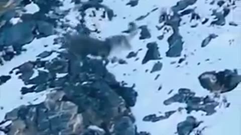 nature is horrible | crazy clips | hidden videos