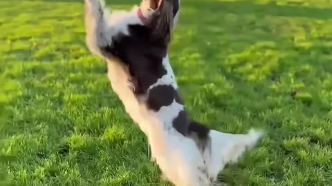 Spaniel Hops And Dances In The Setting Sun