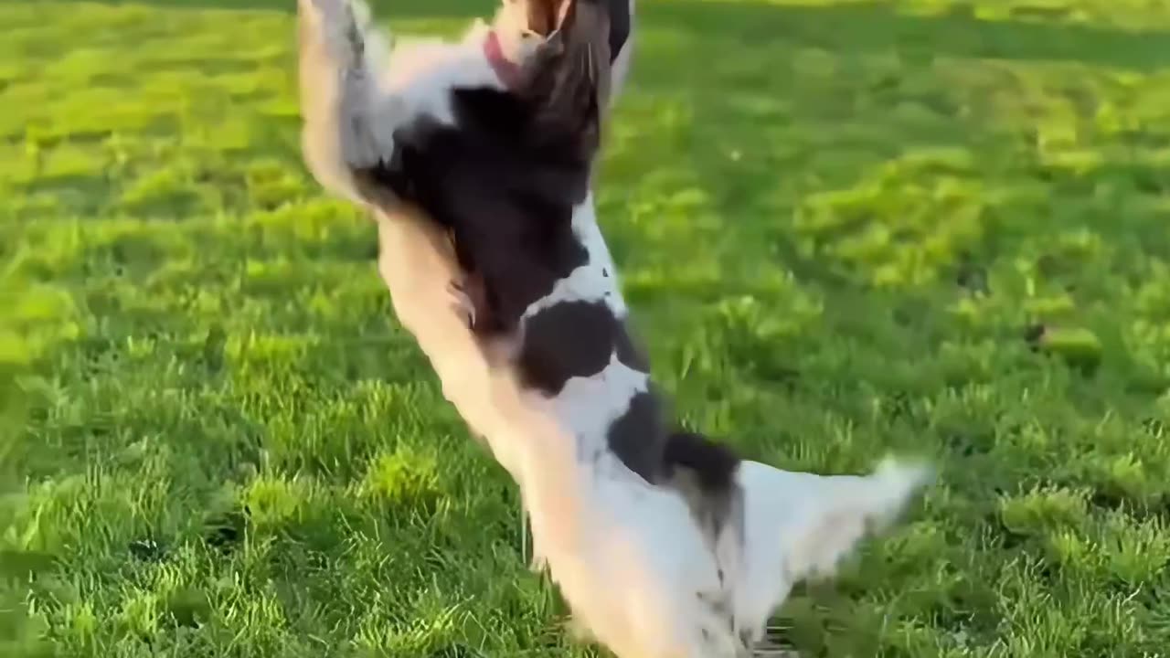 Spaniel Hops And Dances In The Setting Sun