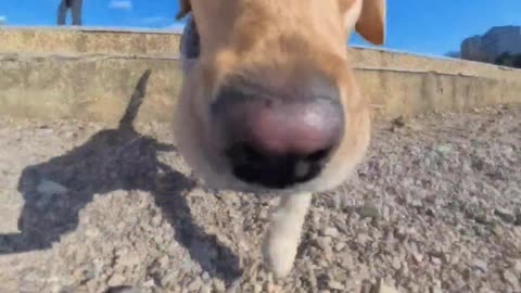 Who can resist a silly and cute little dog？