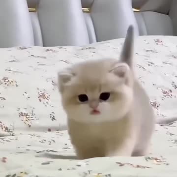 😹Cats Doing Cat Things😹 (3)