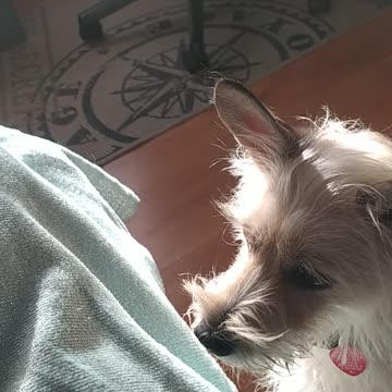 My cute Luna 🙂🐕🤍