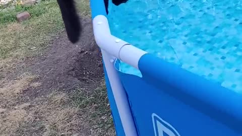 Startled Kitty Falls Into Pool || ViralHog