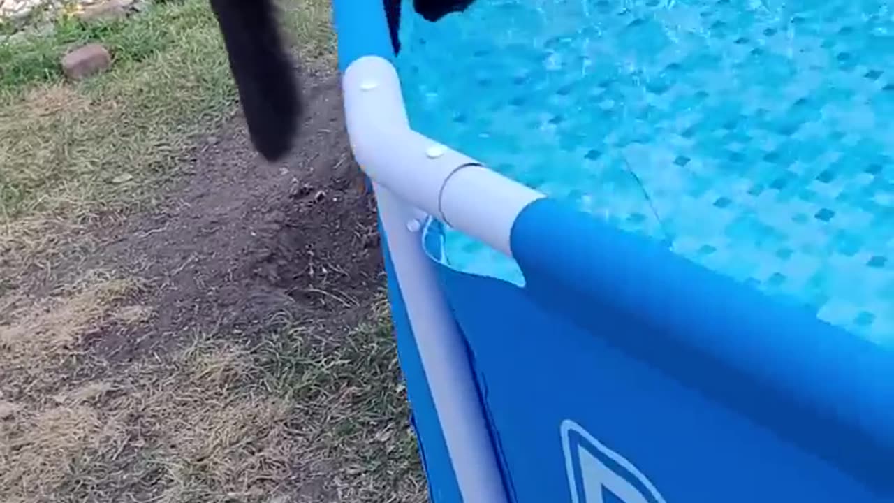 Startled Kitty Falls Into Pool || ViralHog