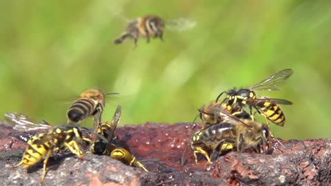 Honeybees And Wasps Crash Landing On The Water