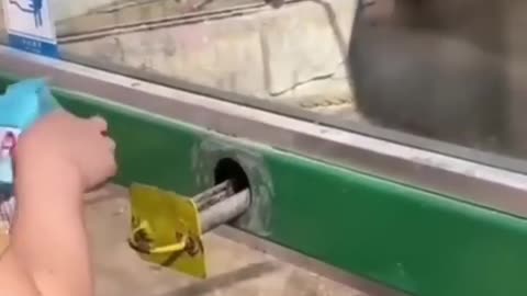 Funny animals video