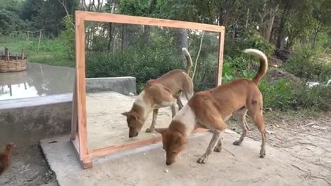 Angry dog vs mirror reaction