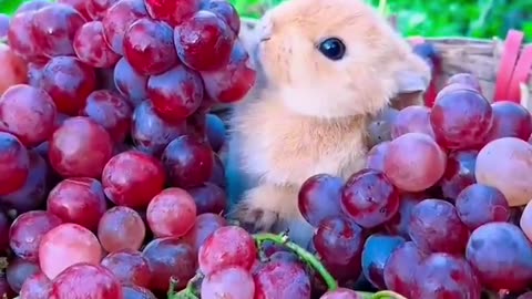 Bunny taste grapes 🐰🍇