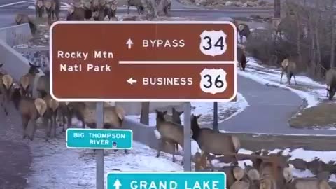 Incredible capture of an elk herd crossing the highway in Estes Park, Colorado.