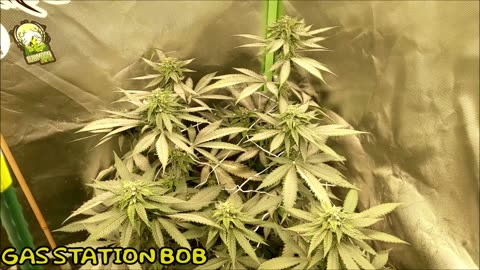 Gas Station Bob pollinated