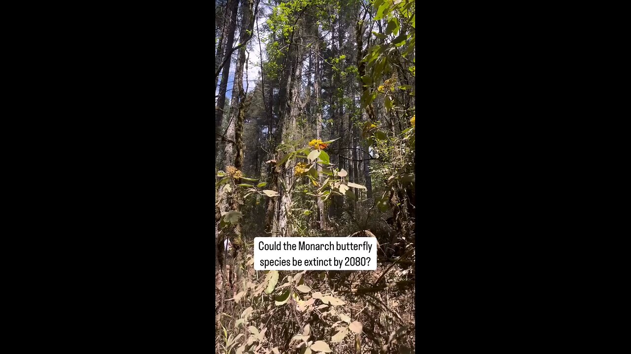 🚨 BUTTERFLIES DISAPPEARING AT CATASTROPHIC RATE—WHAT’S REALLY GOING ON?