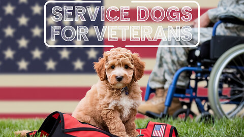 Sara Jane's Unbelievable Service Dogs for Our Heroes!