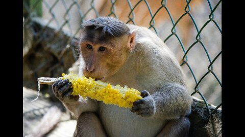 Very Qute Monkey Eating Food | Beautiful Wildlife animal Natural Scene #naturelovers #monkey