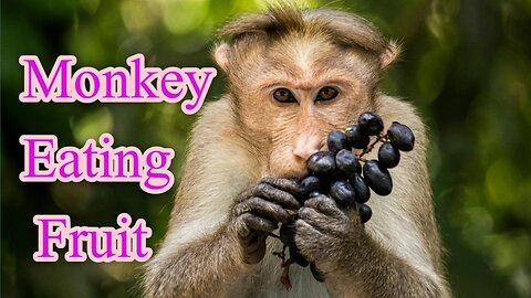 Very Qute Monkey Eating Food | Beautiful Wildlife animal Natural Scene #naturelovers #monkey