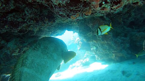 Massive Goliath Grouper