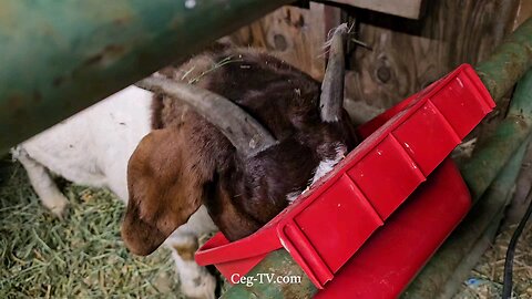 Graham Family Farm: 5:15 PM February 9th 2025