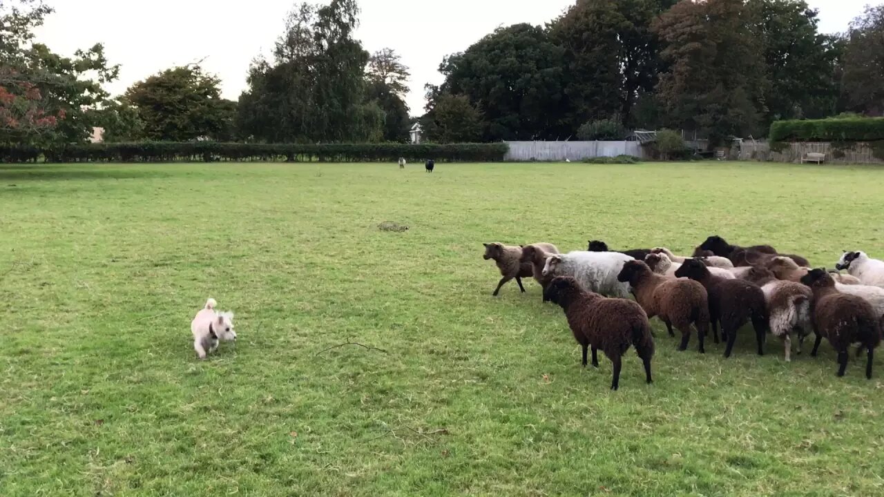 The Misadventures of the World's Worst Sheepdog