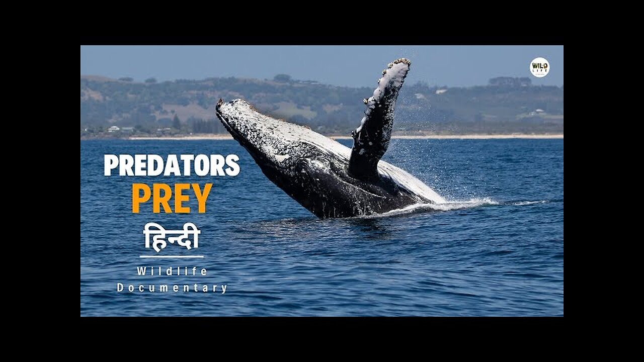 Predators vs Prey - हिन्दी डॉक्यूमेंट्री | Wildlife documentary in Hindi