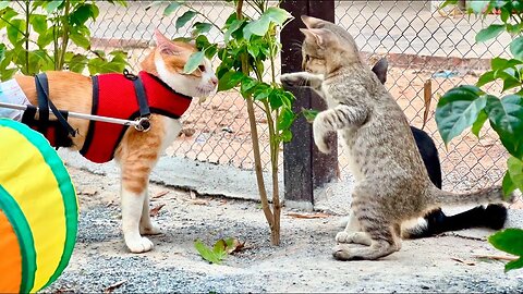 Adorable Boy Tony Gets shocked when the kitten Mollar Stop Him Destroys the plant 🌱