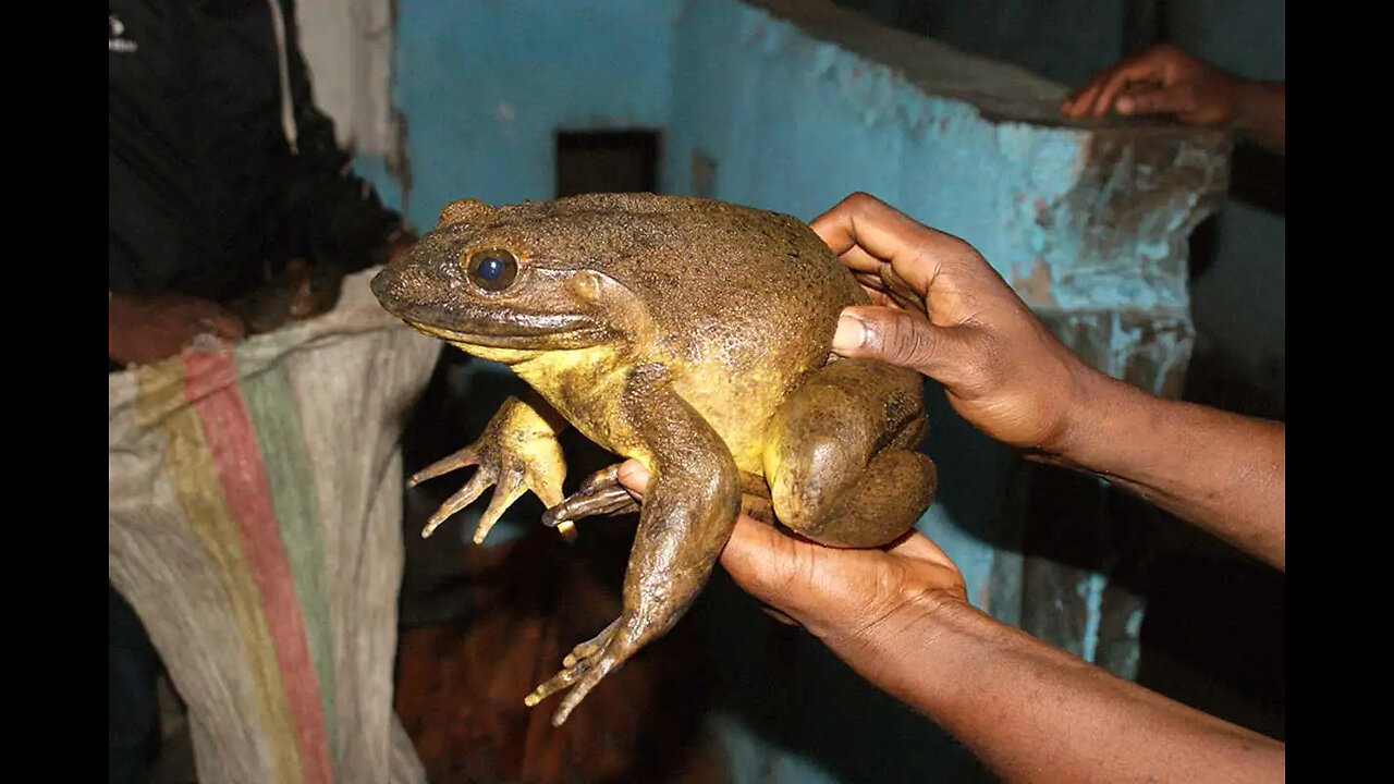 Meet the Goliath Frog - The World's Largest Frog !