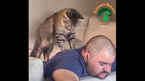 Funny Animal - Massage for a Whiskas Food #cat #catlover #funnyshorts #funnyanimal #funny #cat