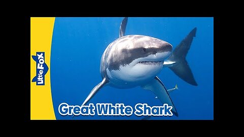 Meet the Animals | Great White Shark | Wild Animals | Stories for Kindergarten