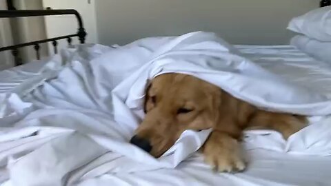 My_Dog_Has_a_Puppy_Sleepover