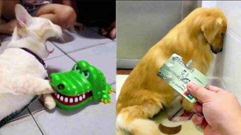 New Funniest Cats And Dogs Videos 😁 Best Of The 2025 Funny Animal Videos 😁 - Cutest Animals Ever