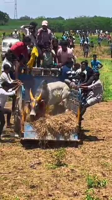 Human vs Cow
