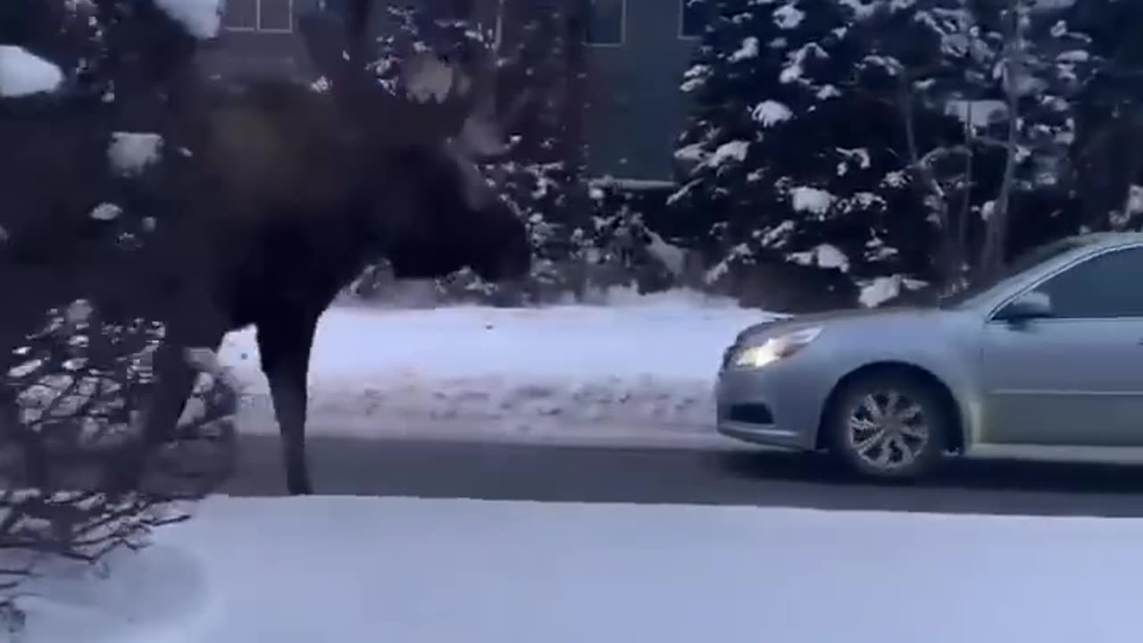 Incredible footage of a moose